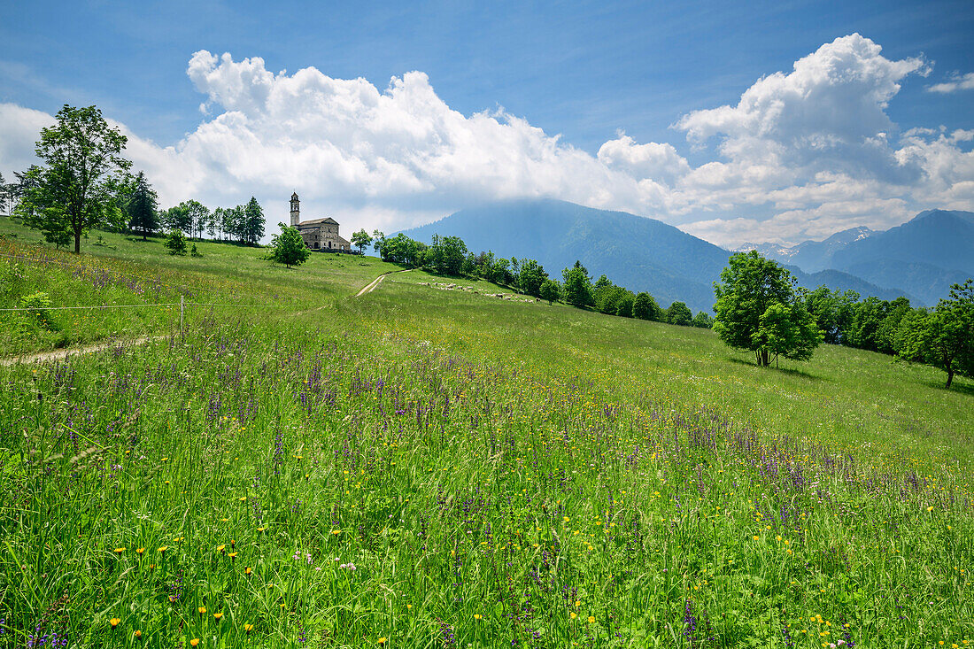 Blumenwiese mit Kirche, Santa Maria, Morinesio, Val Maira, Cottische Alpen, Piemont, Italien