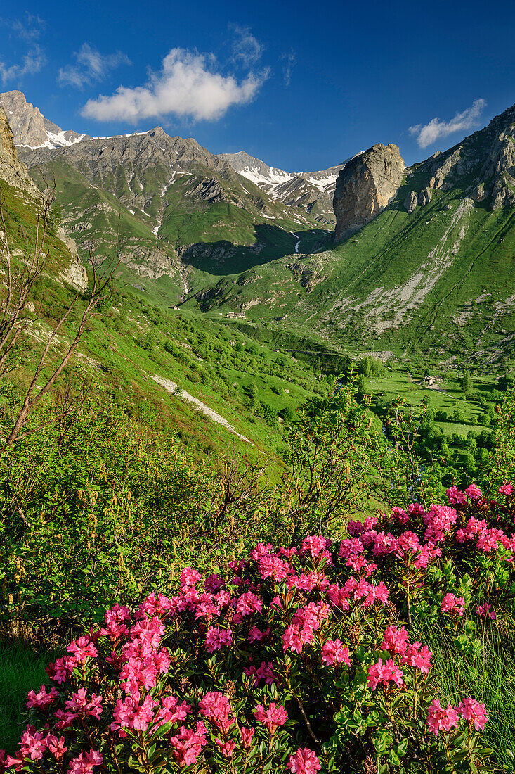 Blühende Alpenrosen im Val Varaita mit Rocca Senghi im Hintergrund, Val Varaita, Cottische Alpen, Piemont, Italien