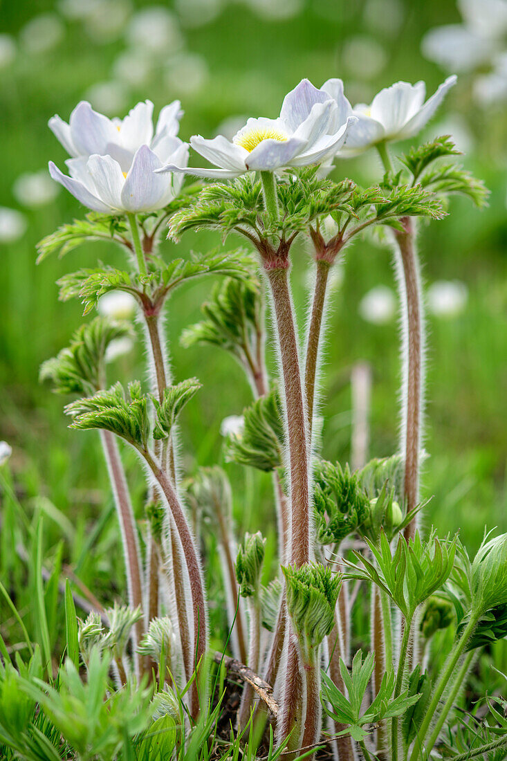 Blühende Alpenanemonen, Pulsatilla alpina, Val Varaita, Cottische Alpen, Piemont, Italien