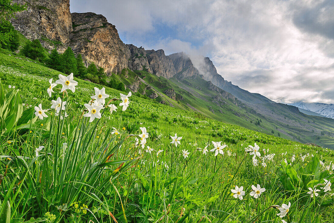 Blühende Narzissen mit Cottische Alpen im Hintergrund, Narcissus, Val Varaita, Cottische Alpen, Piemont, Italien