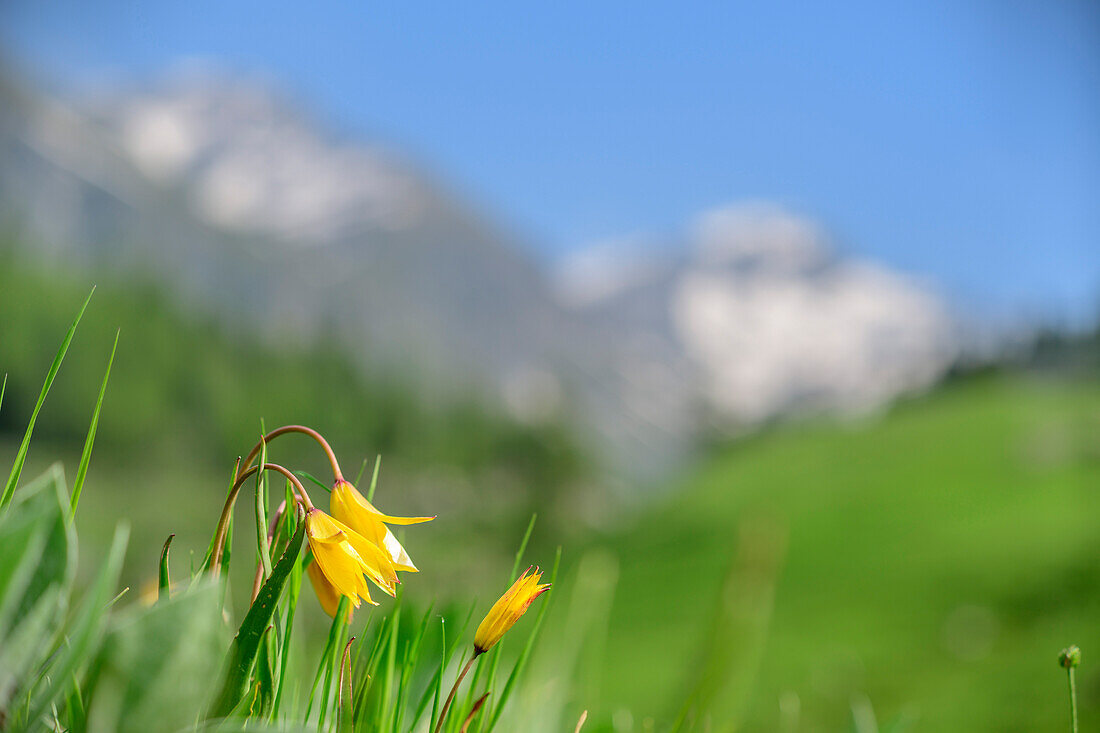 Südliche Tulpen mit Bergen unscharf im Hintergrund, Giro di Monviso, Monte Viso, Monviso, Cottische Alpen, Piemont, Italien