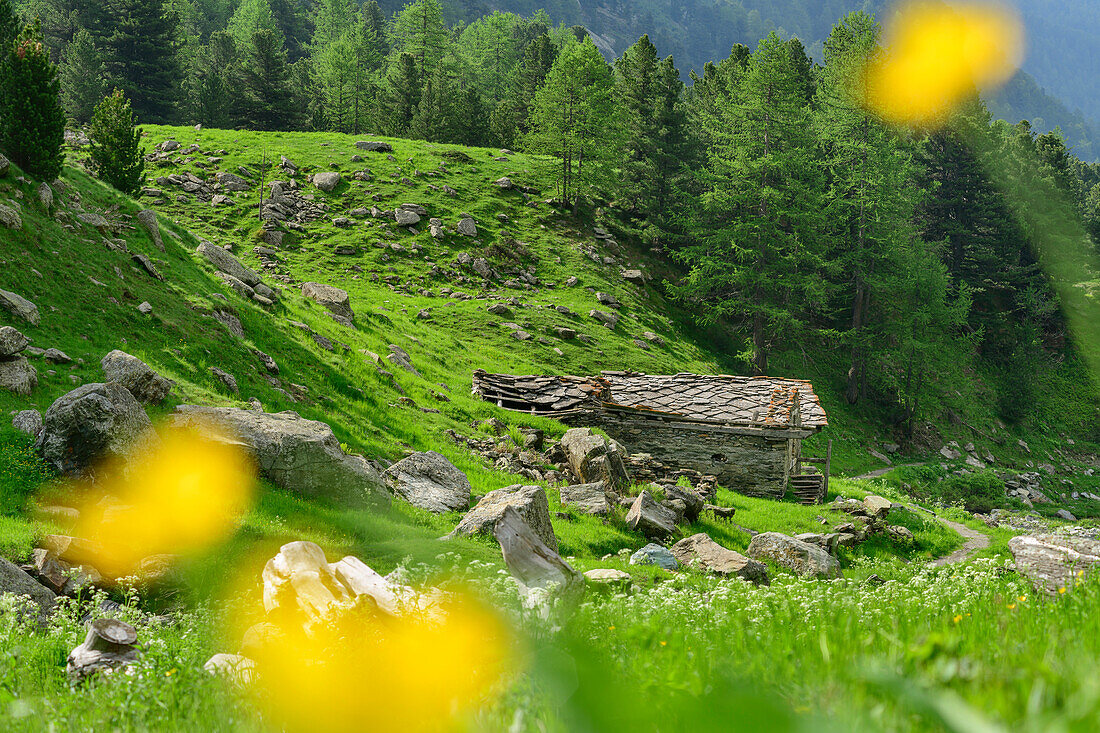 Alpine meadow with alpine hut in background, Giro di Monviso, Monte Viso, Monviso, Cottian Alps, Piedmont, Italy