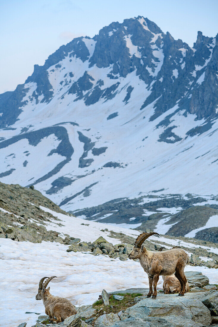 Steinböcke vor verschneiten Bergen, Giro di Monviso, Monte Viso, Monviso, Cottische Alpen, Piemont, Italien