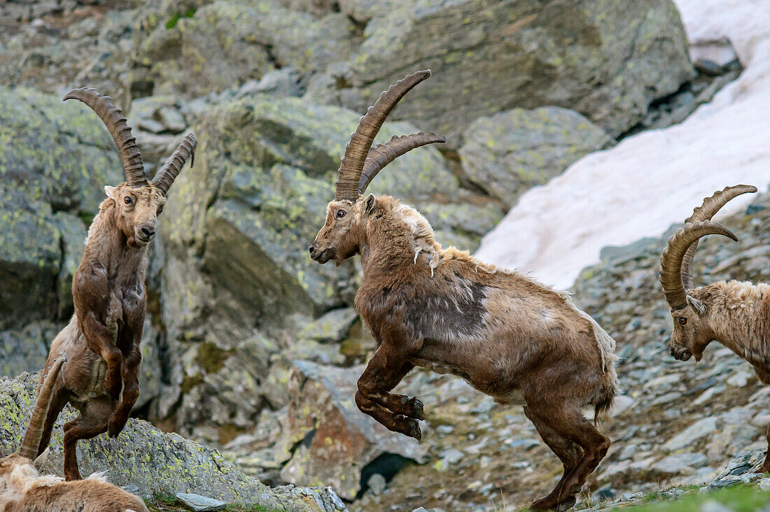 Zwei Steinböcke kämpfen, Giro di Monviso, Monte Viso, Monviso, Cottische Alpen, Piemont, Italien