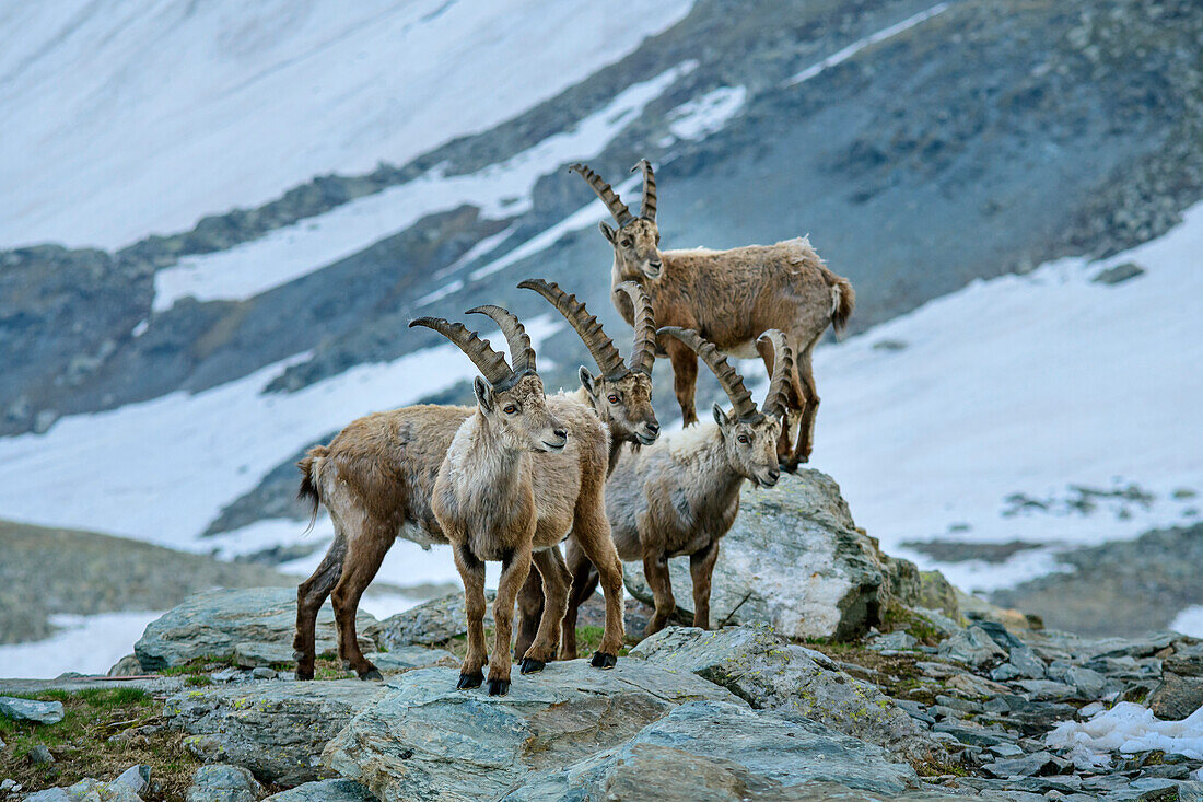 Several ibex standing in front of snow-covered mountains, Giro di Monviso, Monte Viso, Monviso, Cottian Alps, Piedmont, Italy