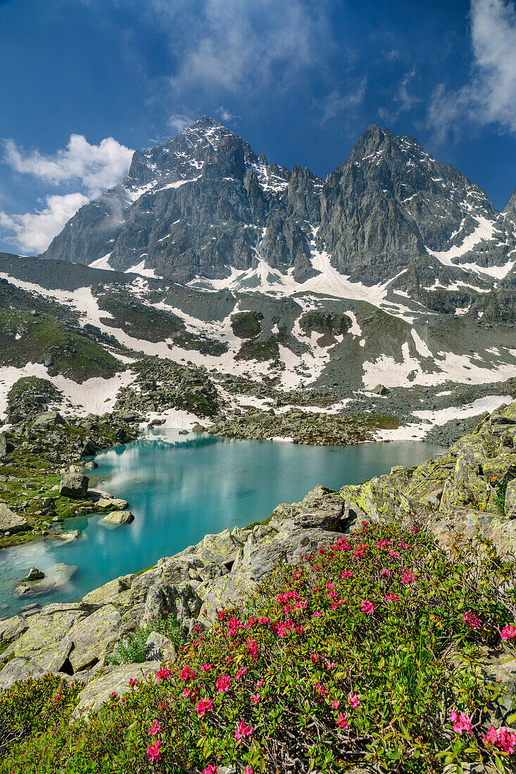 Alpine roses and blue mountain lake with Monviso in background, Giro di Monviso, Monte Viso, Monviso, Cottian Alps, Piedmont, Italy