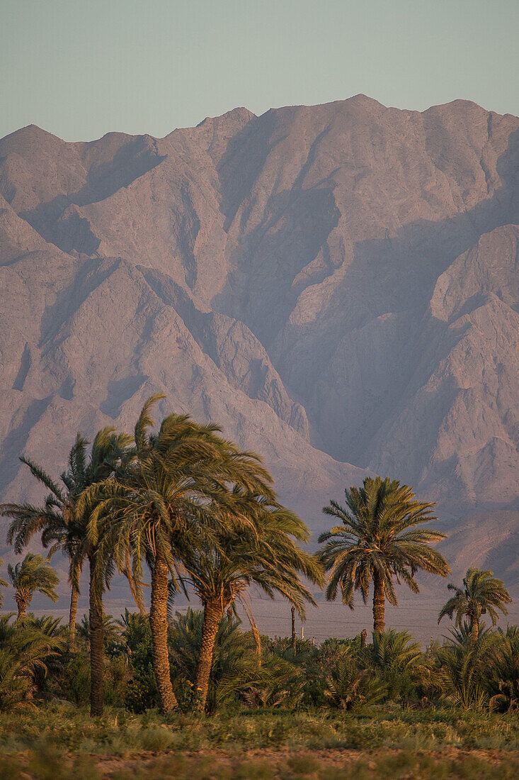 Palm trees in the Kavir desert, Iran, Asia