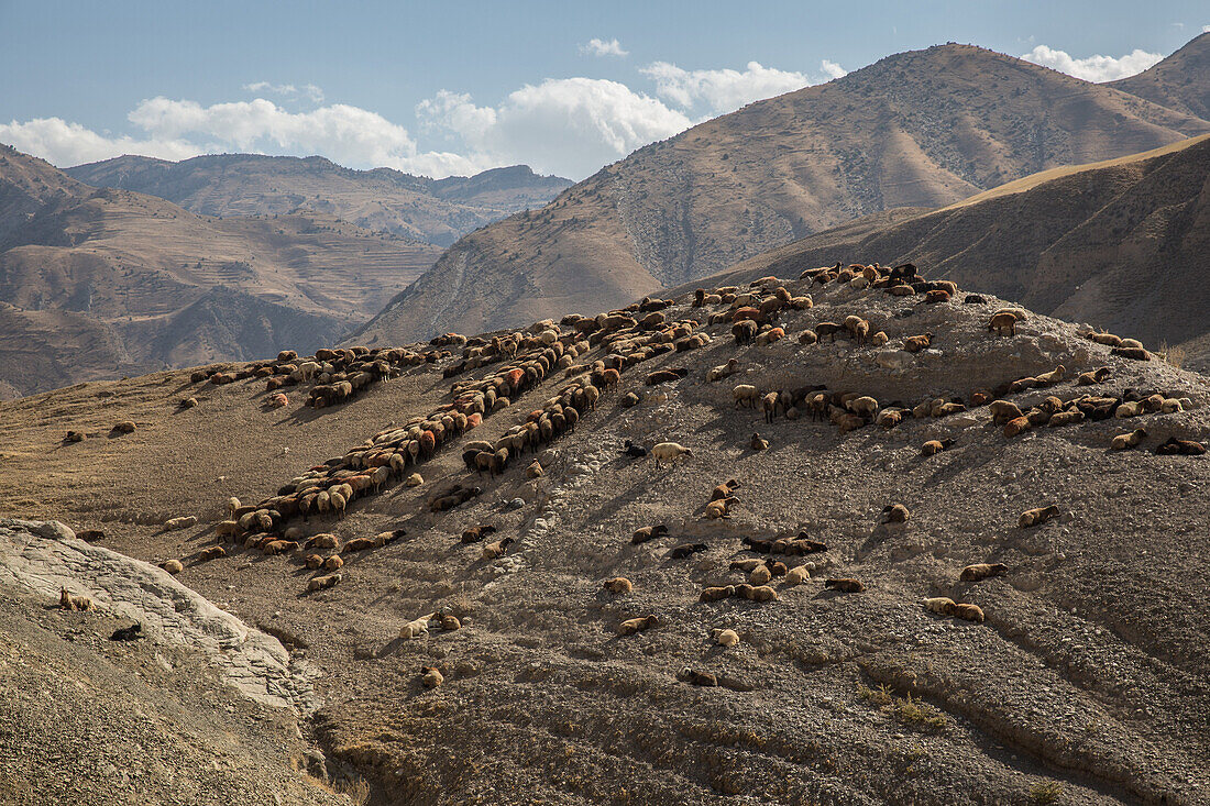 Herd of sheeps of nomads, Iran, Asia