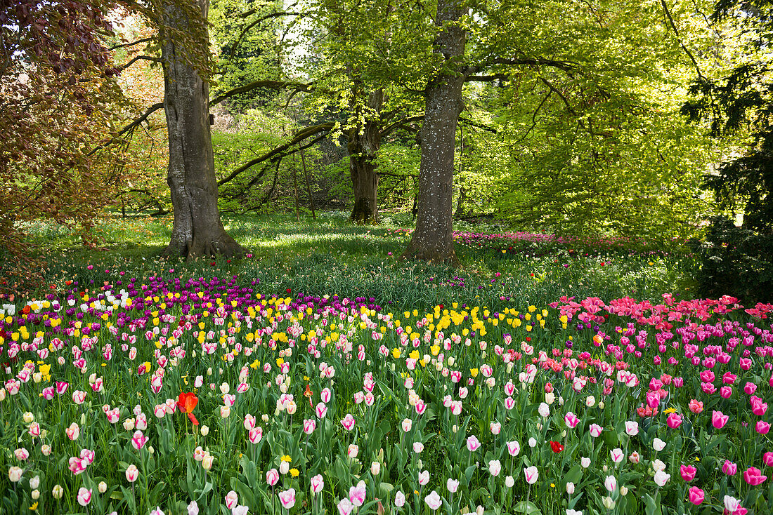 blühende Tulpenwiese im Frühling, Insel Mainau, Bodensee, Baden-Württemberg, Deutschland