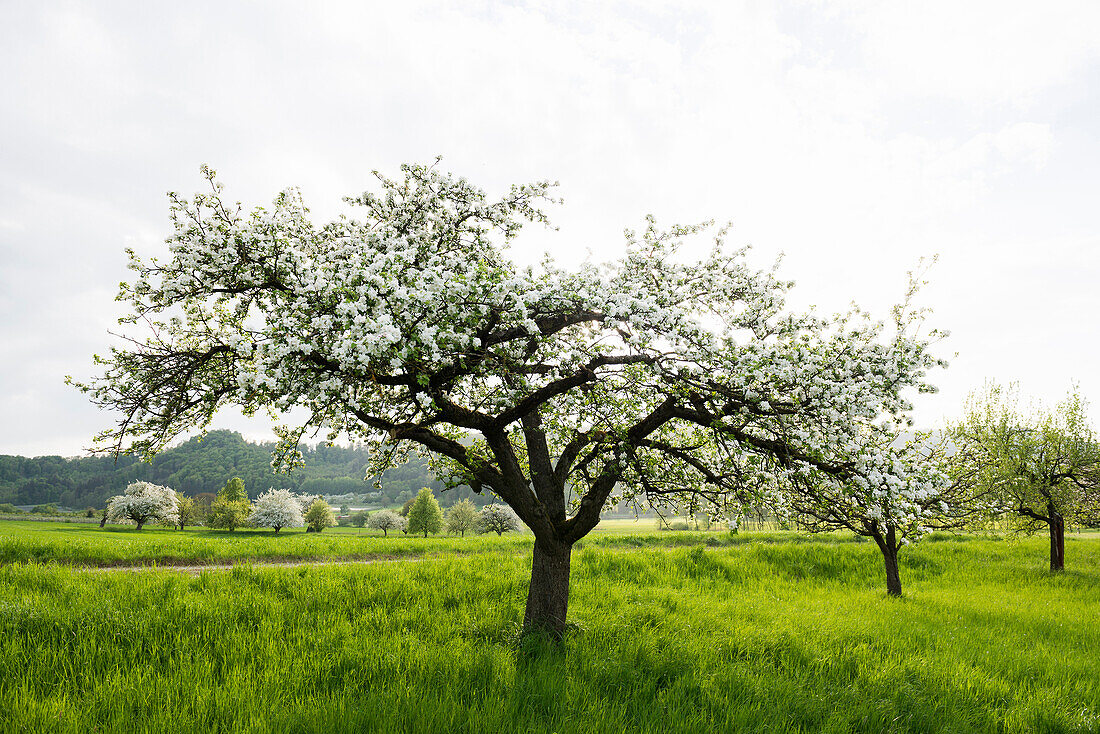 Flowering orchard meadow, near Salem, Lake Constance, Baden-Württemberg, German
