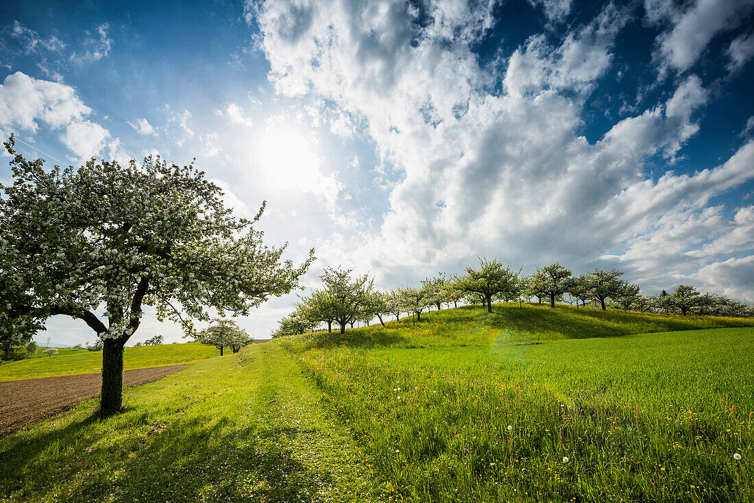 Flowering orchard meadow, near Salem, Lake Constance, Baden-Württemberg, Germany