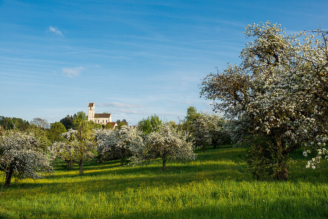 Blühende Streuobstwiese, Kirche Roggenbeuren, Deggenhausertal, Bodensee, Baden-Württemberg, Deutschland