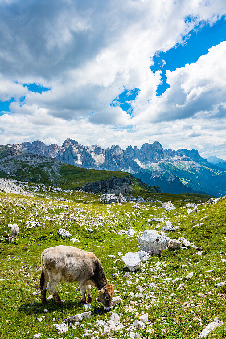 Cows on the Schlern with Rosengarten Mountains in the background, Compatsch, Alpe di Siusi, South Tyrol, Italy