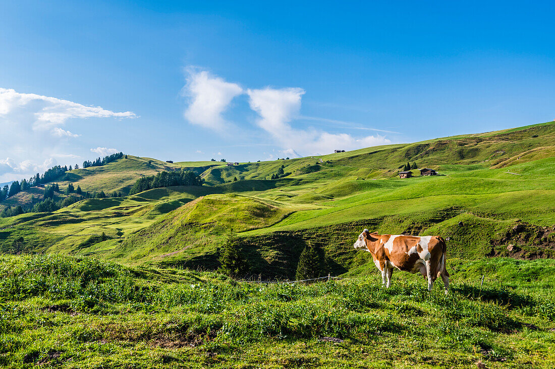 Cow on the plateau, Compatsch, Alpe di Siusi, South Tyrol, Italy