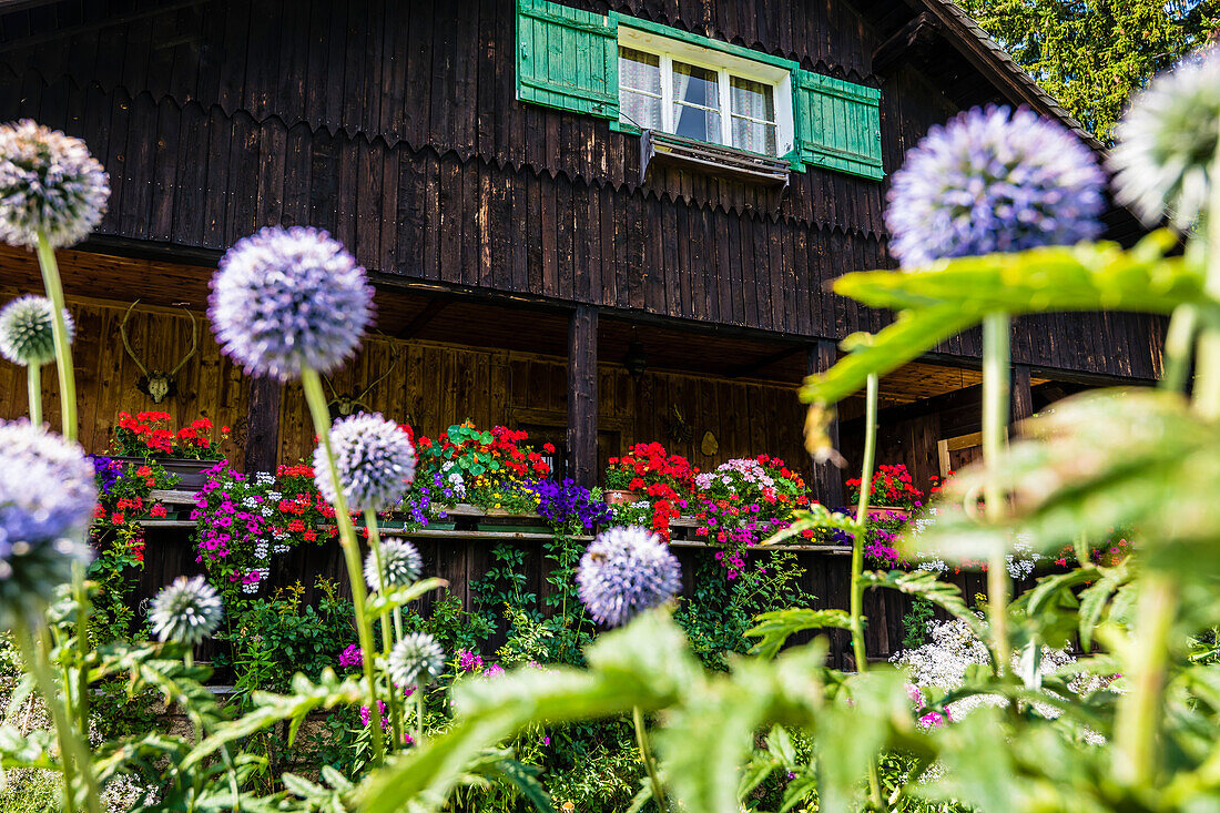 Wooden house with flowering front garden, Radein, South Tyrol, Italy