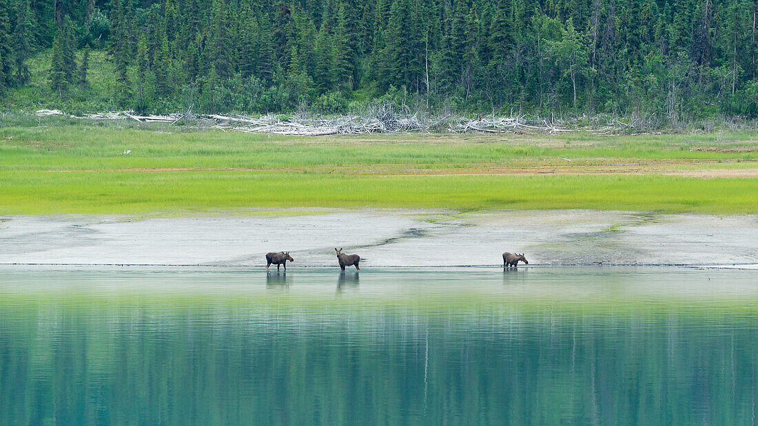 young elk at the shore of Eklutna Lake north of Anchorage, Alaska, USA
