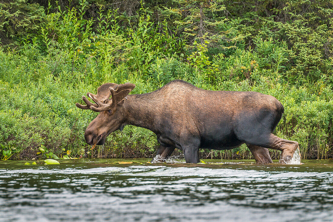 Elch am Ufer des Nancy Lakes, Susitna river Valley, nördlich von Anchorage, Alaska, USA