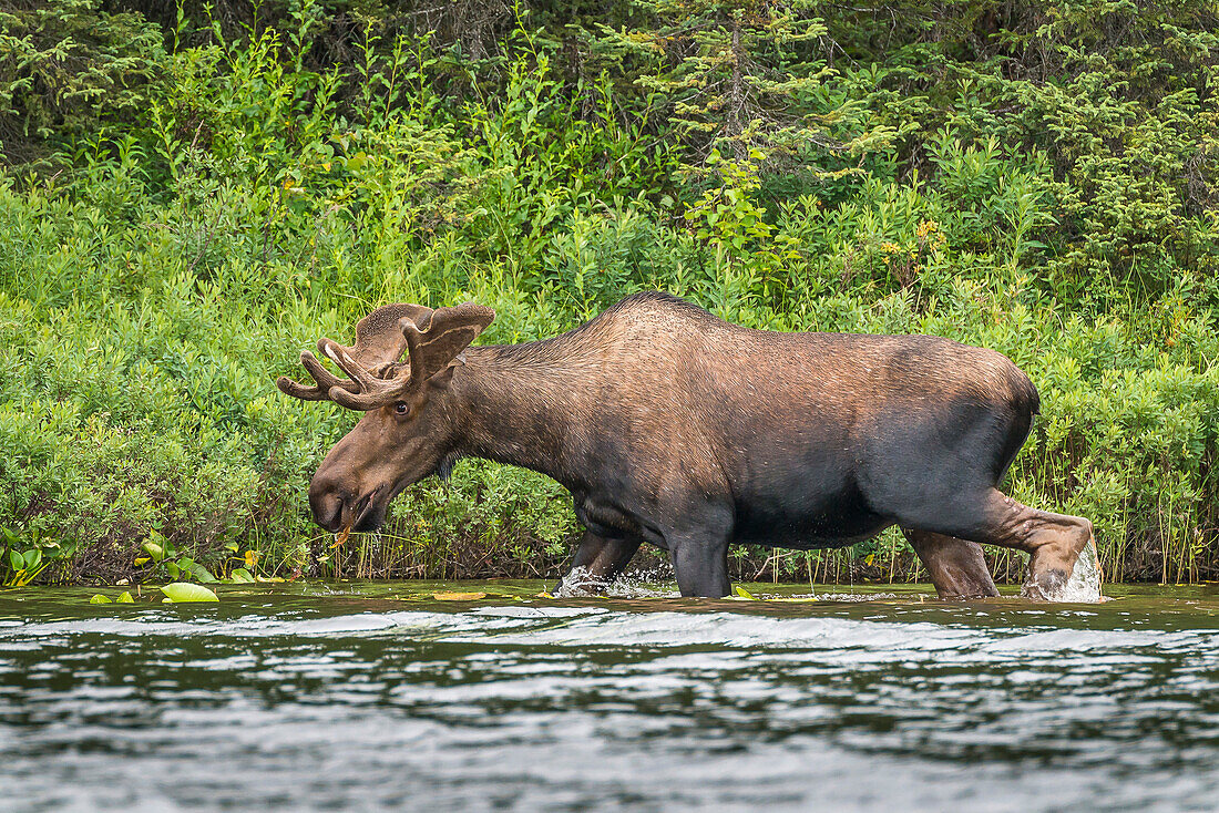Moose at the shore of Nancy Lake, Susitna river Valley, north of Anchorage, Alaska, USA