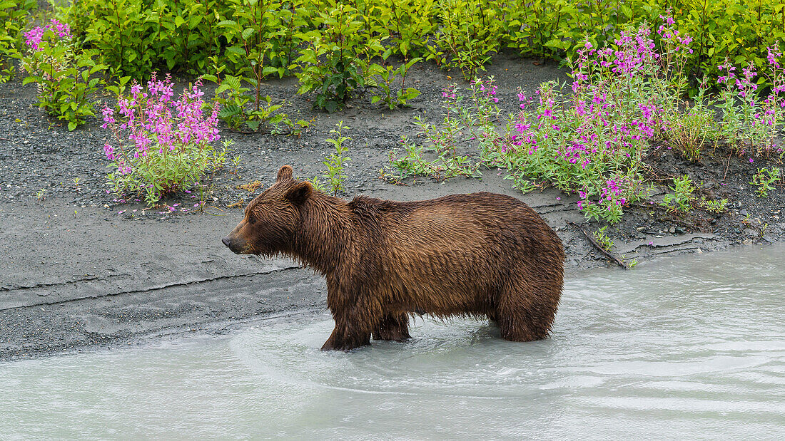 joung brown bear at a riverbank in Valdez, Alaska, USA