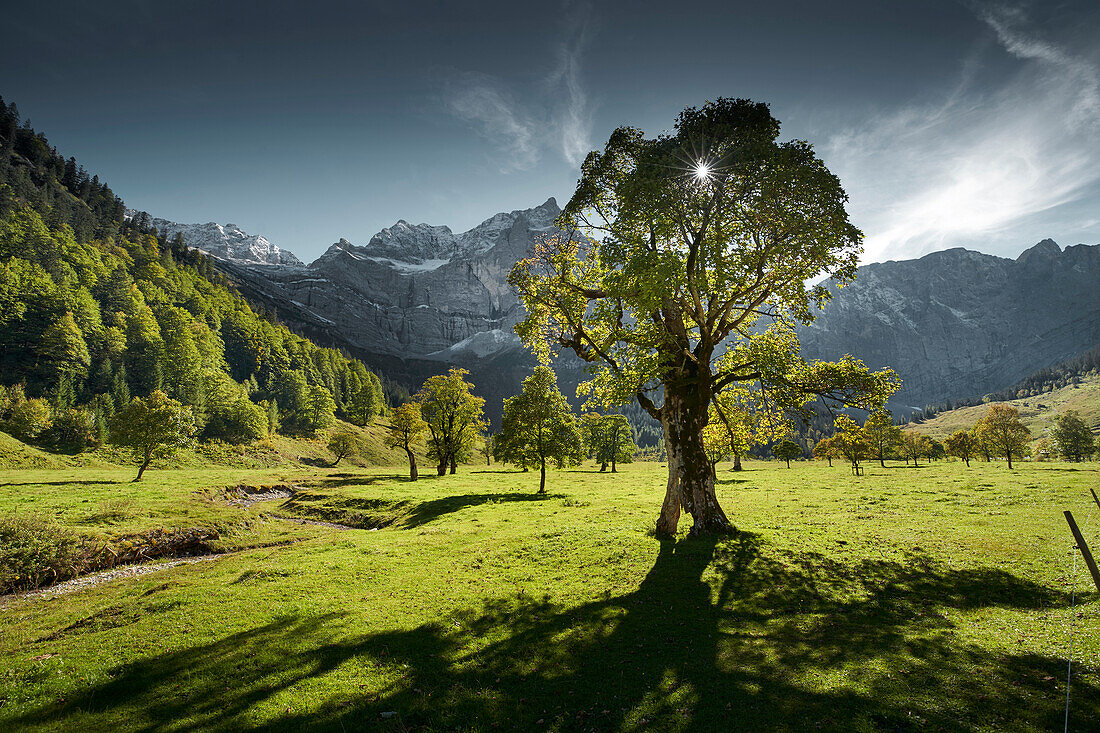 Bergahorn im Talgrund, Großer Ahornboden, Eng, Rißtal, Tirol,Österreich