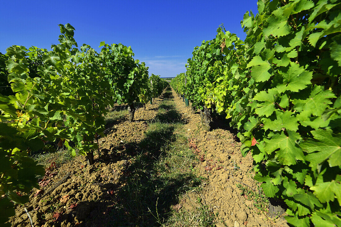 Europe, France, vineyards of Sancerre in Cher