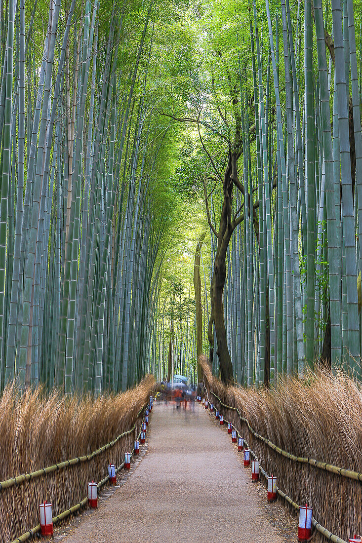 Japan, Kyoto City, Arashiyama Bambu Grove