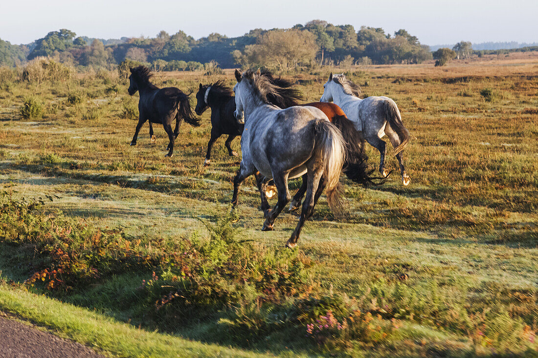 England, Hampshire, New Forest, Horses Galloping