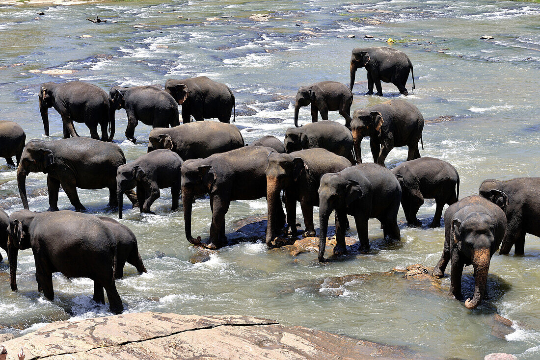 Sri Lanka, 2017. Sigiriya, elephant orphanage. Elephant baths.