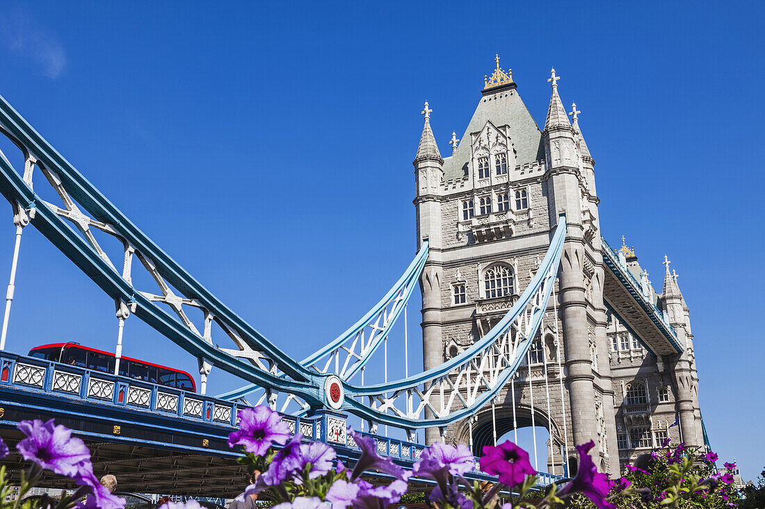 England, London, Tower Bridge and Summer Flowers