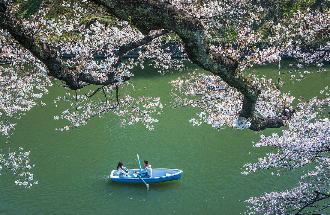 Japan, Tokyo City, Kudanshita area, Cherry blossoms