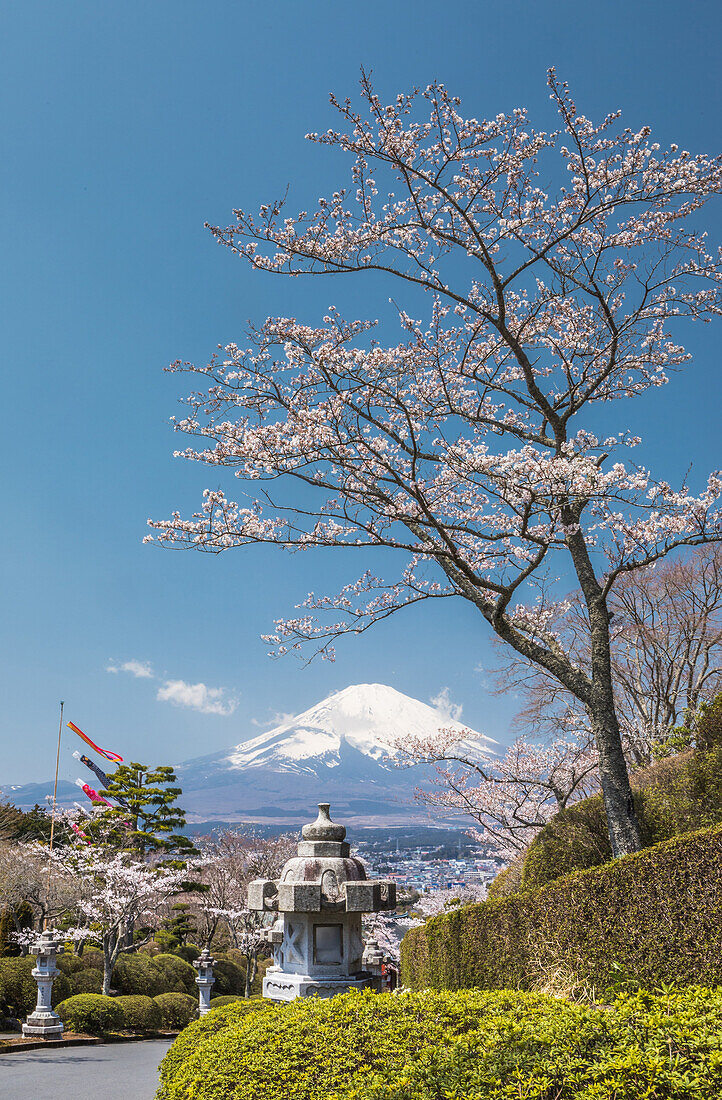 Japan, Gotemba City, Cherry Blossoms and Mount Fuji