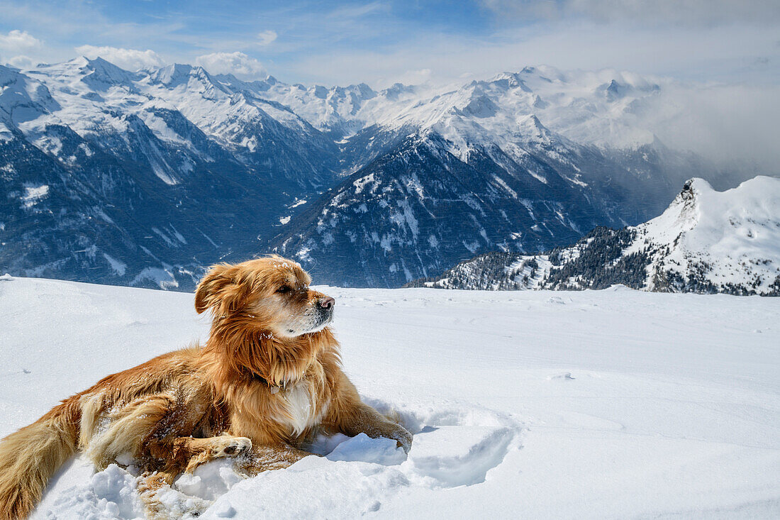 Hund liegt im Schnee und blickt auf verschneites Bergpanorama, Ankogelgruppe, Hohe Tauern, Kärnten, Österreich