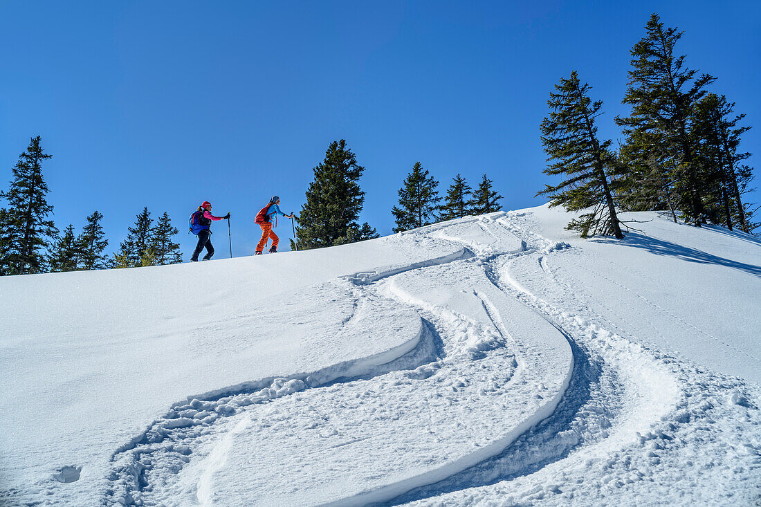 Zwei Frauen auf Skitour steigen über Hang mit Skispuren auf, Predigtstuhl, Chiemgauer Alpen, Chiemgau, Oberbayern, Bayern, Deutschland