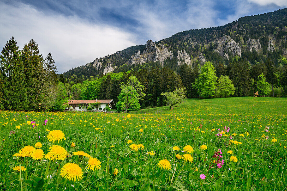 Alpine meadow with flowers, alpine hut and rocks in background, Hochries, Chiemgau Alps, Chiemgau, Upper Bavaria, Bavaria, Germany