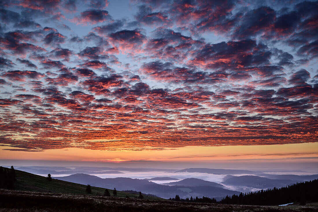 Morning mood with fog in the valley and red glowing clouds, from Feldberg, Feldberg, Black Forest, Baden-Wuerttemberg, Germany