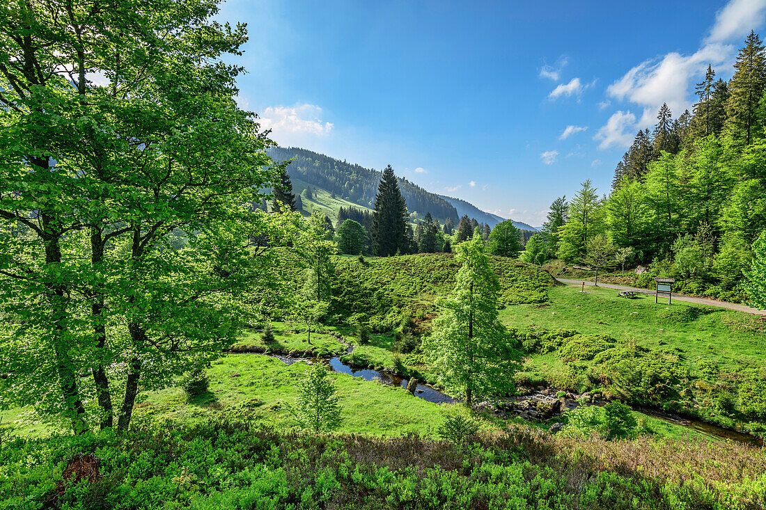 Bach an der Klusenmoräne, Feldberg, Albsteig, Schwarzwald, Baden-Württemberg, Deutschland