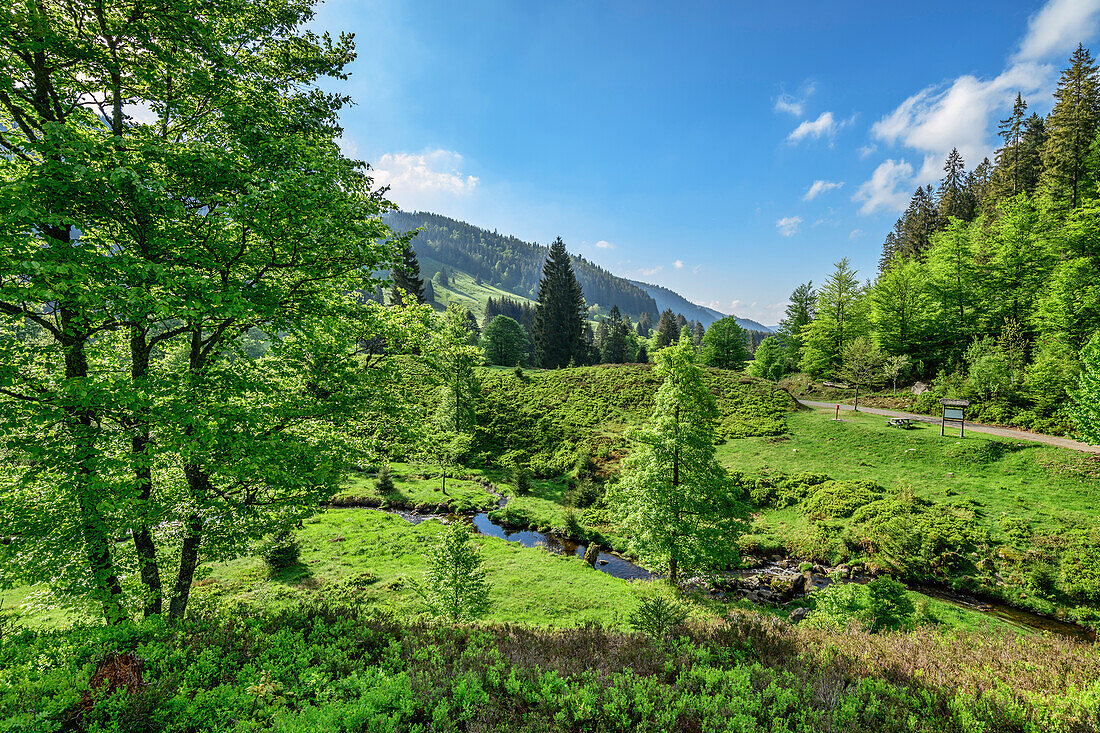Stream at Klusen-moraine, Feldberg, Albsteig, Black Forest, Baden-Wuerttemberg, Germany