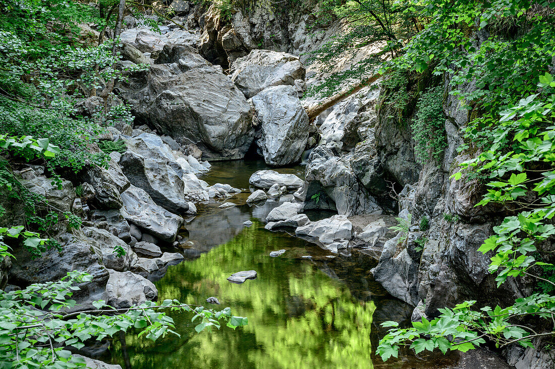 Wald spiegelt sich im Bach, Albtal, Albsteig, Schwarzwald, Baden-Württemberg, Deutschland