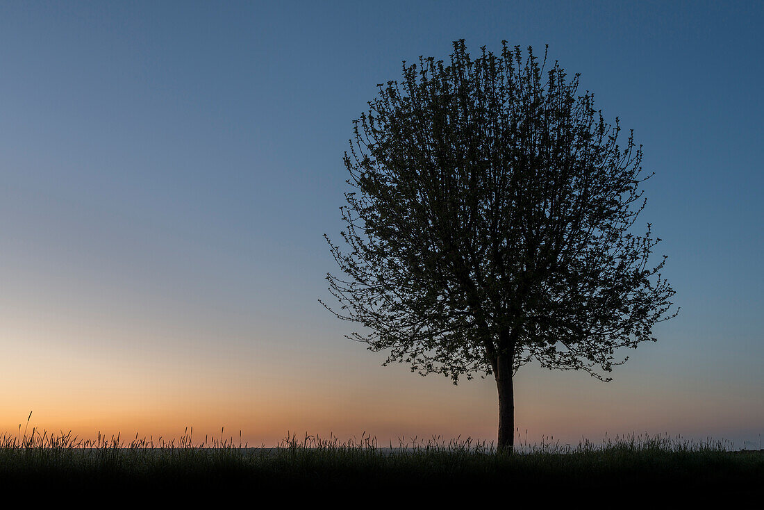 Apple Tree, Silhouette, Dawn, Fog, Petersgroden, Bockhorn, Friesland - District, Lower Saxony, Germany, Europe