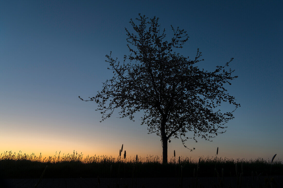 Apfelbaum, Silhouette, Morgendämmerung, Nebel, Petersgroden, Bockhorn, Landkreis Friesland, Niedersachsen, Deutschland, Europa