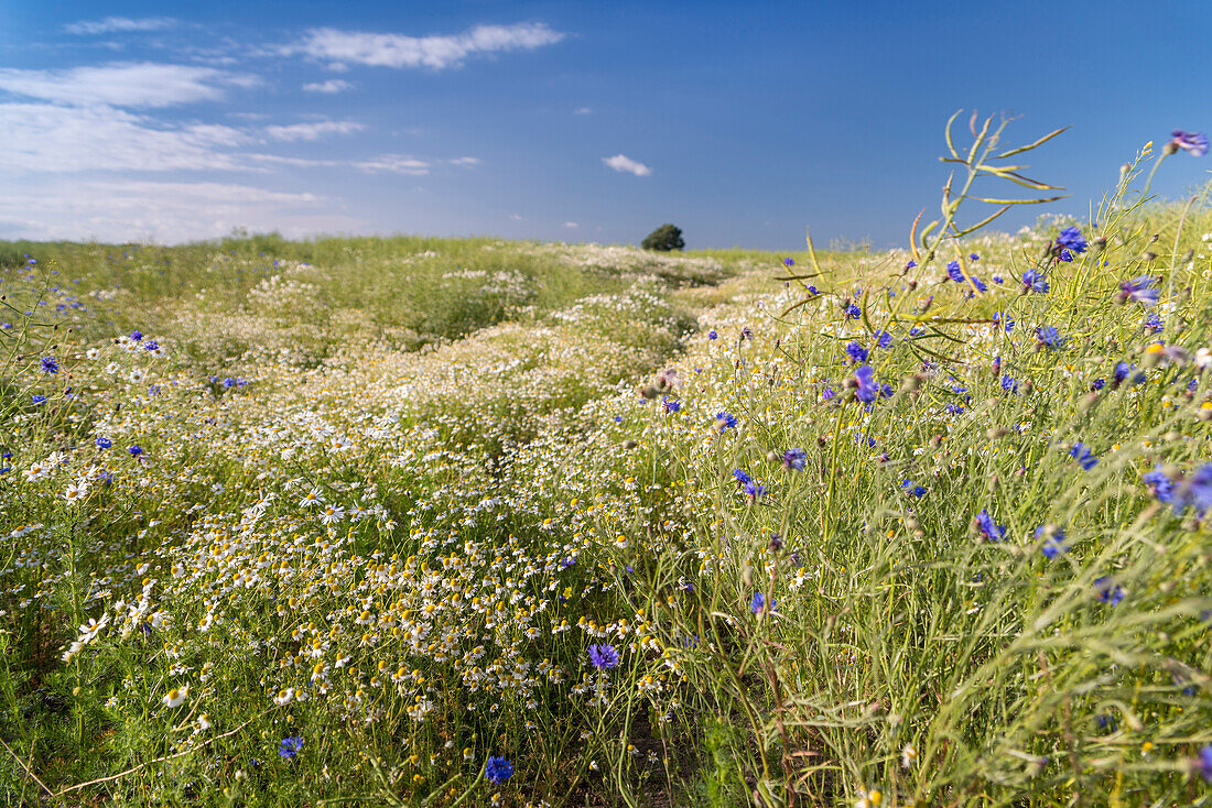 Kamille, Kornblume, Feld, Himmel, Däschendorf, Fehmarn, Ostsee, Ostholstein, Schleswig-Holstein, Deutschland, Europa