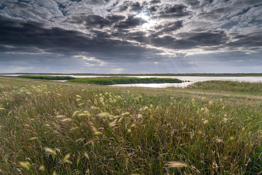 Salzensee, Westermarkelsdorf, Fehmarn, Baltic Sea, East-Holstein, Schleswig-Holstein, Germany, Europe