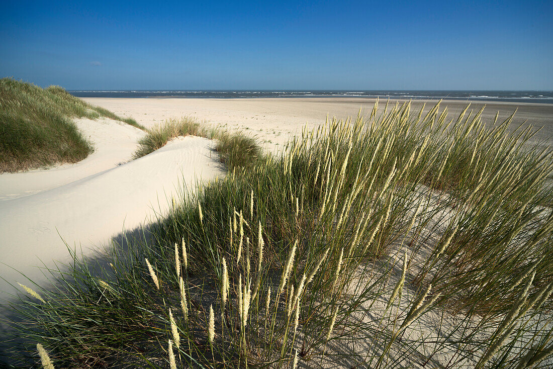 Sand Dune, Sky, Baltrum, North Sea, East Frisian Islands, East Frisia, Lower Saxony, Germany, Europe