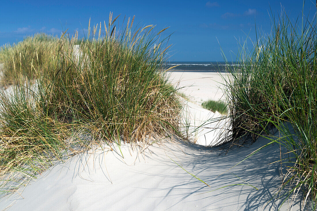 Sanddüne, Himmel, Baltrum, Nordsee, Ostfriesische Inseln, Ostfriesland, Niedersachsen, Deutschland, Europa