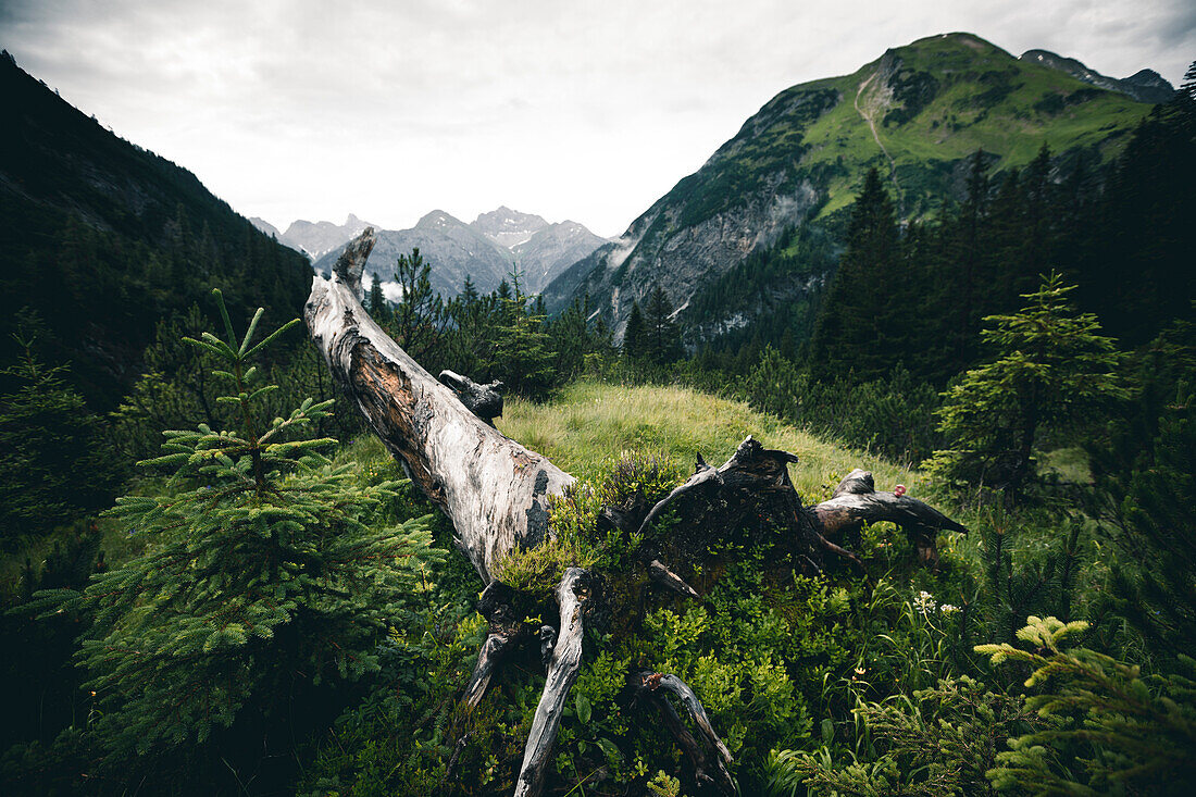 Tree root in the mountain range, E5, Alpenüberquerung, 2nd stage, Lechtal, Kemptner Hütte  to Memminger Hütte, tyrol, austria, Alps