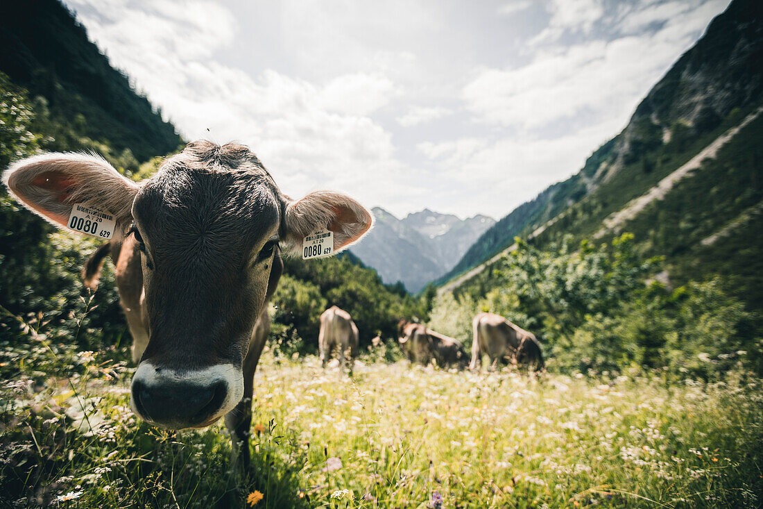 herd of cows on the mountain meadow, E5, Alpenüberquerung, 2nd stage, Lechtal, Kemptner Hütte  to Memminger Hütte, tyrol, austria, Alps
