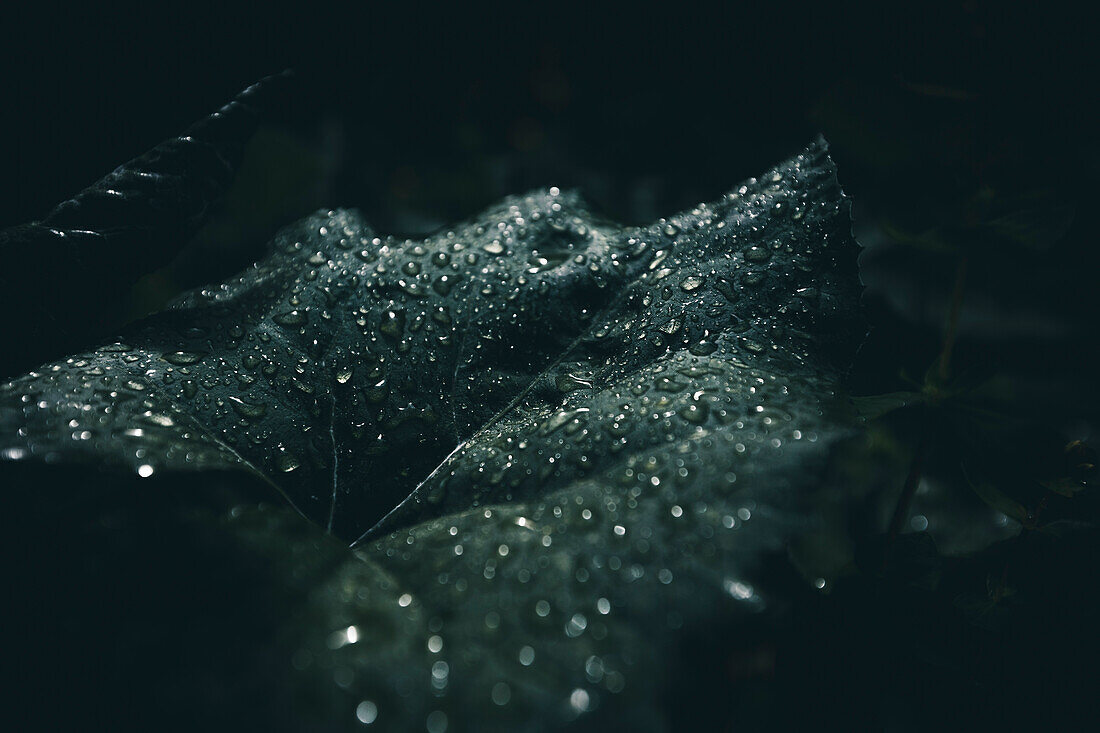 raindrops on leaf, E5, Alpenüberquerung, 2nd stage, Lechtal, Kemptner Hütte  to Memminger Hütte, tyrol, austria, Alps