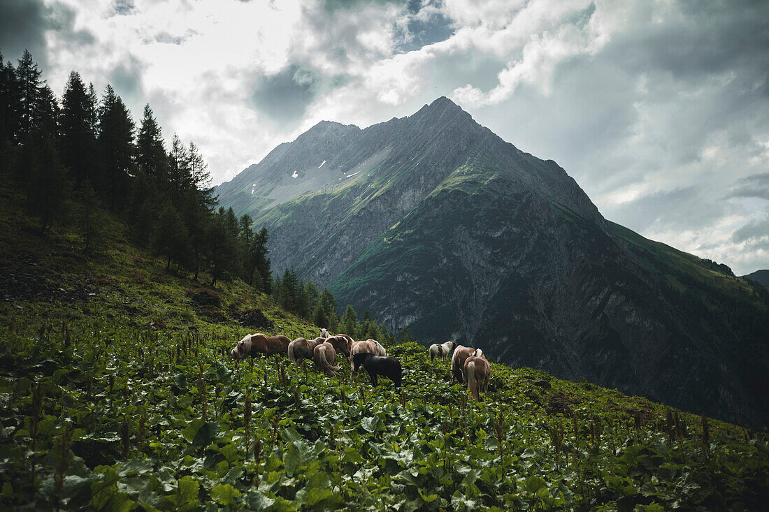 Pferde Herde auf Bergwiese, E5, Alpenüberquerung, 2. Etappe, Lechtal, Holzgau, Tirol, Österreich, Kemptner Hütte zur Memminger Hütte
