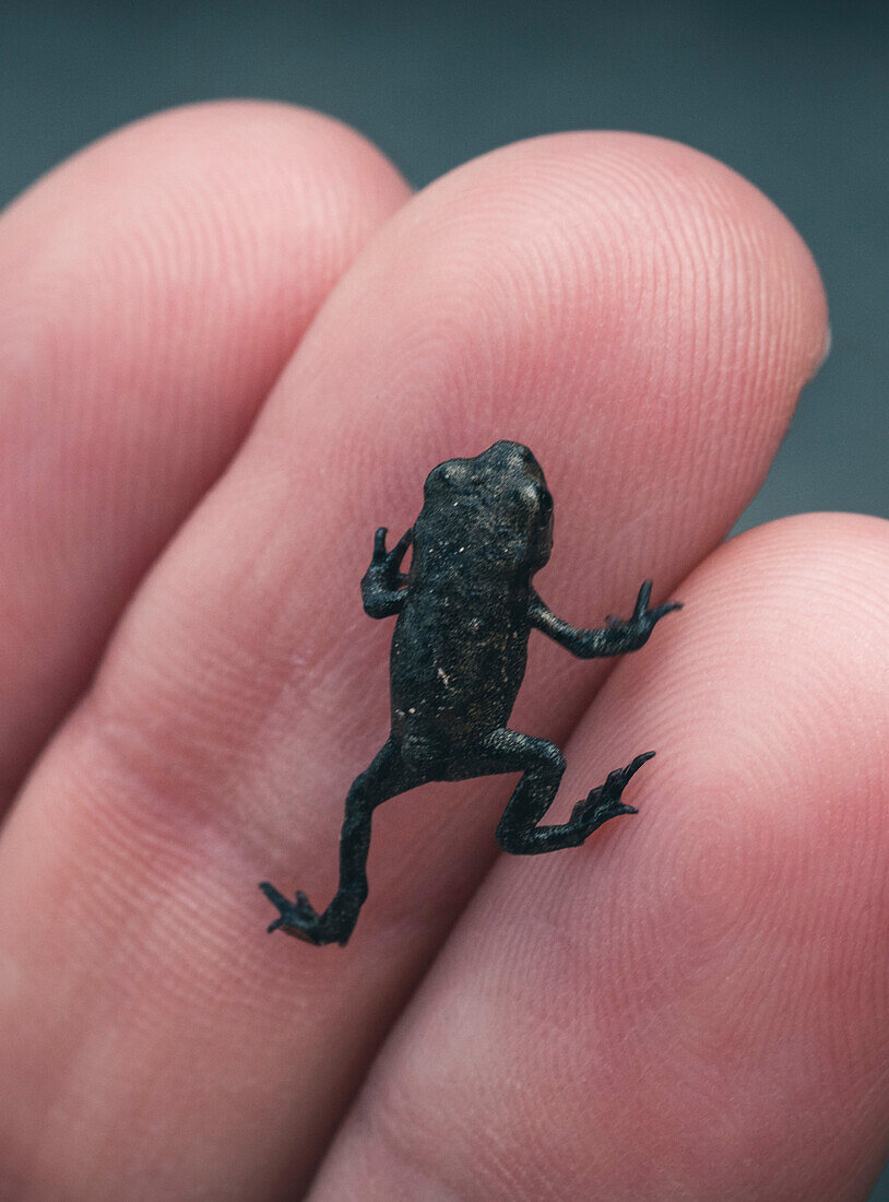Little frog on the fingers, E5, Alpenüberquerung, 4th stage, Skihütte Zams,Pitztal,Lacheralm, Wenns, Gletscherstube, Zams to  Braunschweiger Hütte, tyrol, austria, Alps