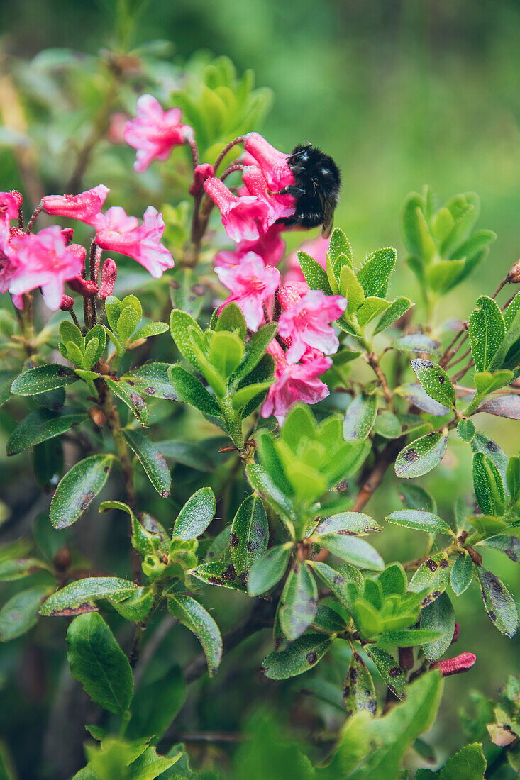 Hummel auf einer Blüte,E5, Alpenüberquerung, 3. Etappe, Seescharte, Inntal, Tirol, Österreich, Memminger Hütte zur Unterloch Alm